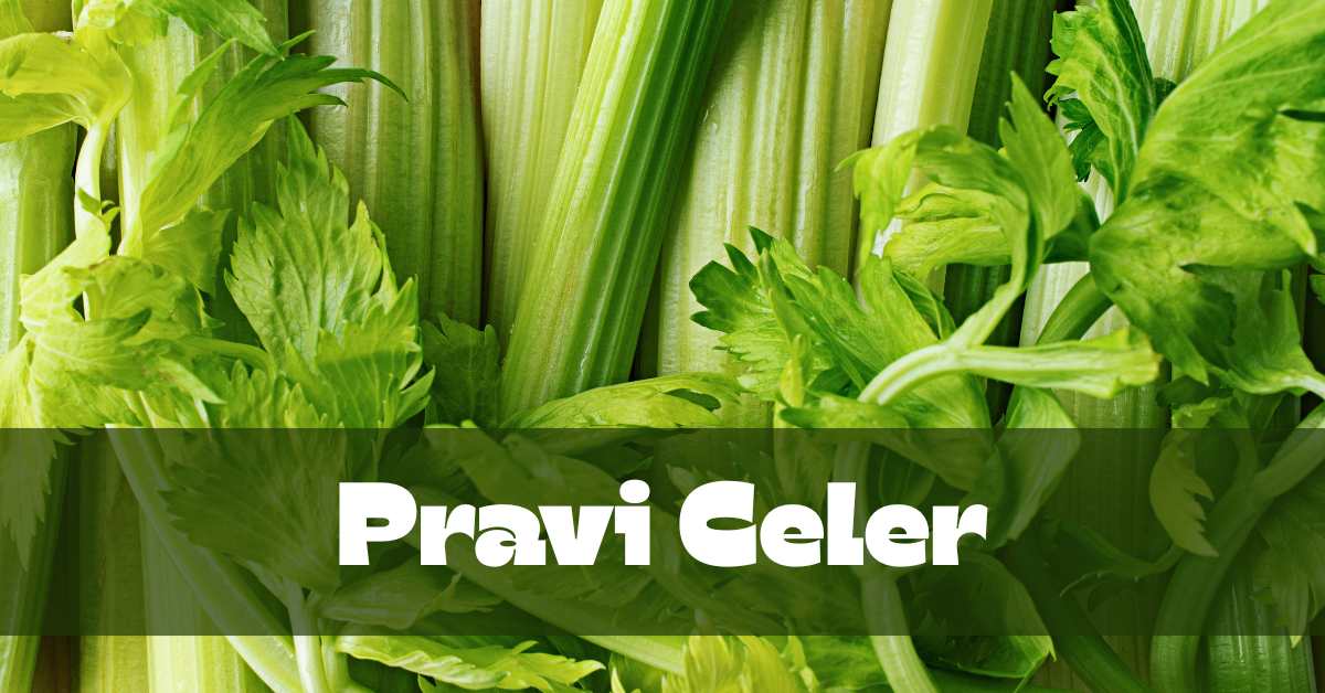 Pravi Celer