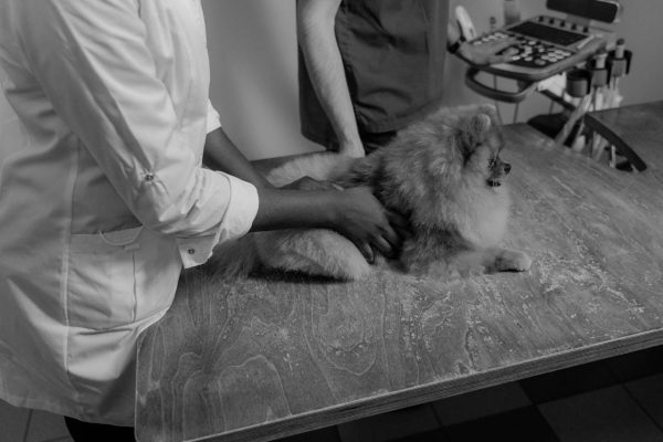 How to Turn Your Passion for Pets into a Thriving Grooming Business