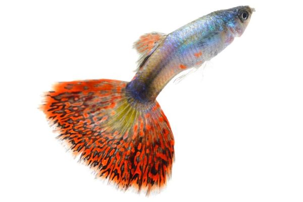 Premium Quality Wild Betta Fish for Sale: Rare Varieties Available