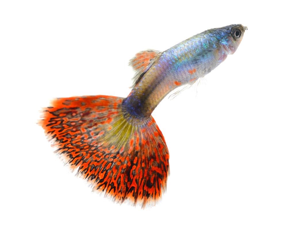 Premium Quality Wild Betta Fish for Sale: Rare Varieties Available